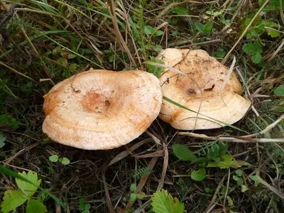 Míscaros, Lactarius deliciosus