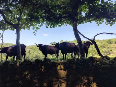 Paisagem de Trás-os-Montes